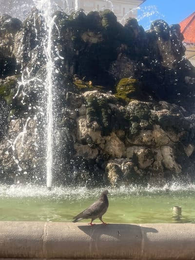 A pigeon stands on the edge of a fountain in Banská Bystrica, Slovakia. The fountain features a rocky structure with moss and water cascading down, creating a mist of spray. The water in the fountain is a murky green. To the right of the fountain, a concrete edge is visible, casting a shadow of the pigeon. The sky is a clear blue, suggesting a sunny day. In the background, a building with an orange-tiled roof and a light-colored facade can be seen. The scene appears to be an outdoor public space.
