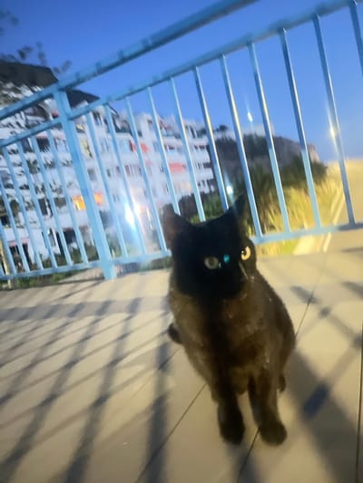 A black cat lies on a tiled surface, casting a shadow. A blue metal fence runs vertically to the right of the cat. Beyond the fence are buildings and the sky, which appears to be dusk. The photo is taken at an angle, giving a rotated perspective. Location is unknown.