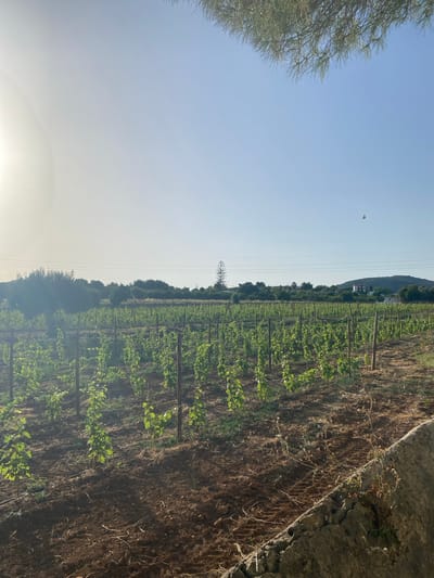 The image depicts a vineyard with young grapevines growing in neat rows. The vineyard is situated in Olhão, Portugal, as indicated by the context. The soil appears dry and brown, with some scattered straw or dry vegetation. Wooden stakes support the young vines, which are green and leafy. In the background, there are more grapevines, trees, and some distant hills. A few power lines are visible stretching across the horizon, and a white building with a red roof is situated on one of the hills. The sky is clear and blue, with a bright sun causing some lens flare on the left side of the image. The overall scene suggests a rural agricultural landscape in Portugal.