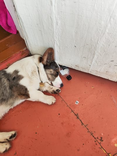 A tricolor dog sleeps on a reddish-brown floor next to a white wall. A pink towel is visible on the left side of the image, draped over a wooden surface. A clear plastic bottle with a black cap lies near the dog's head. A circular, light-colored tag hangs from the dog's collar. A small, square white sticker with a QR code is present on the floor. The floor appears to be made of concrete or a similar material, with visible cracks and debris. The wall is painted white and shows signs of wear and tear. There are no people visible in the image. The scene appears to be indoors, possibly in a utility area or a covered outdoor space in Vodorazdel, Russia.