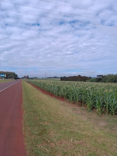 The image displays a serene agricultural landscape in Villarrica, Paraguay, under an overcast sky. A reddish-brown road, possibly made of packed earth or with reddish paving, stretches from the lower-left foreground towards the horizon on the left side of the frame. Adjacent to the road is a strip of green grass, which separates it from an expansive, verdant cornfield (maize). The healthy, mature corn stalks are planted in visible rows, and the soil within the field matches the reddish-brown color of the road.

In the mid-ground, along the roadside, a partially visible billboard displays the number "10.500". Further down the road, a few vehicles are discernible, alongside utility poles and a prominent, tall communication tower. The distant horizon is marked by a dense band of trees, some with a distinctive pine-like silhouette, characteristic of araucaria trees common in the region. The sky above is largely covered by scattered white and light grey clouds, indicating an overcast daytime. Multiple thin power lines are visible running horizontally across the upper portion of the sky, adding a subtle element of infrastructure to the natural scene. The overall impression is one of rural tranquility and expansive farmland.