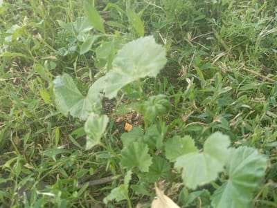The media file captures a close-up, ground-level view of lush green foliage in an outdoor setting. The primary subjects are various types of green leaves and grass, some with serrated edges and others with smooth, rounded shapes. A single fallen yellow leaf is visible amongst the green. The scene is densely packed with vegetation, suggesting a natural environment like a field or a garden. The lighting appears to be natural daylight, with a soft, diffused quality, hinting at it being either early morning or late afternoon, or a generally overcast day. There are no discernible human figures, man-made objects, or visible text in the image. The overall impression is one of natural growth and the quiet stillness of a vegetated landscape. Given the location context of Inhulo-Kamianka, Ukraine, this scene likely depicts a portion of the local flora in that region. The activity, if any, is simply the passive presence and growth of plants. The weather appears to be calm, and there are no indicators of specific events or strong emotions.