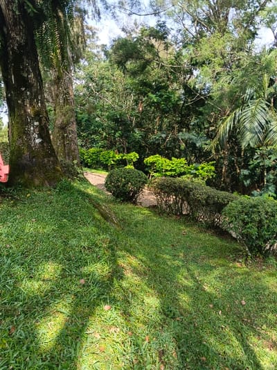 A serene landscape shows a lush green lawn dappled with sunlight, contrasting with the shadows of tall trees. A winding path, lined with manicured shrubs and vibrant foliage, ascends into the dense woods. The scene evokes a sense of tranquility and natural beauty.