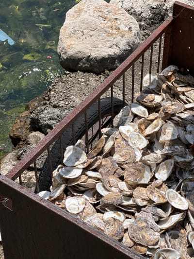 A rusty metal bin overflowing with oyster shells sits on a rocky shore. The water, a murky green, laps at the rocks and a large boulder is visible in the background. A tire is partially visible behind the railing of the bin. The scene appears to be located in Donji Orahovac, Montenegro.