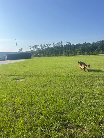 A German Shepherd dog runs across a bright green, grassy field under a clear blue sky. In the background, a line of trees forms the horizon. To the left, a dark grey industrial container sits beside a paved area. A tall lamppost with a light fixture is visible to the left of the container. The scene appears to be an open area in or near Pooler, Georgia, USA.