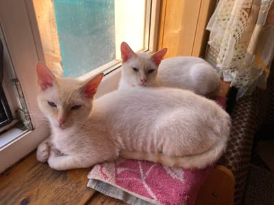 Two white cats are lying on a wooden surface near a window. The first cat is in the foreground, resting on a folded pink and white towel. The second cat is behind the first. The window frame is white, with a blue windowpane. A patterned curtain hangs to the right of the cats. The location is Oblivskaya, Russia.
