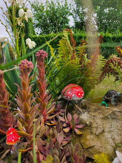The image is a close-up, outdoor shot of a garden in Choceň, Czechia. In the foreground, several succulent plants with reddish-green leaves are prominent. Two decorative toadstools, one larger red and white spotted mushroom and a smaller similar one, are visible amongst the plants. In the mid-ground, a large fern with dried fronds is present, alongside a larger decorative toadstool with white spots on a red cap. To the right, on a moss-covered rock, a realistic-looking tortoise figurine and a small green frog figurine are positioned. The background features a dense green hedge and trees, with a cloudy sky above. The lighting suggests it is daytime, possibly overcast.