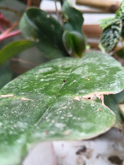 A close-up shows a large, green leaf with a rounded shape and slightly damaged edges. Its surface is covered in a fine, white dust. A small, dark spot sits in the center of the leaf. In the blurry background, other green leaves and a reddish stem are visible, suggesting the image is of a houseplant.