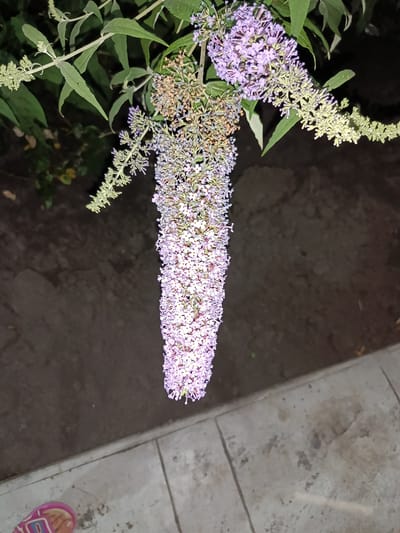 The image shows a close-up view of a blooming butterfly bush plant, with its purple and white flowers prominently featured. The plant is situated outdoors, possibly in a garden or park setting. In the foreground, a person's foot wearing a pink sandal is visible, indicating a human presence. The background is blurred, suggesting a natural environment with foliage and ground cover. The overall impression is a snapshot of a botanical scene with a human element, possibly taken in the city of Novotitarovskaya, Russia. The lighting suggests it may be dusk or nighttime.