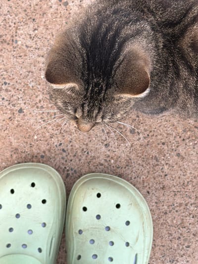 The image shows a close-up, overhead view of a tabby cat's head and ears, positioned on a textured concrete surface. To the right of the cat are two pale green clogs, also resting on the concrete. The cat's fur is a mix of dark brown, black, and gray stripes, with prominent white whiskers extending outwards. The cat's ears are pointed and alert. The concrete ground appears to be a mixture of cement and small pebbles. The lighting suggests it is daytime, and the scene appears to be outdoors, likely in a yard or patio area. There is no visible text in the image.