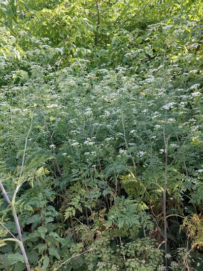 The image depicts a dense patch of vegetation in Shpychyntsi, Ukraine. The foreground is dominated by tall, slender plants with fern-like leaves and clusters of small white flowers. These plants have purplish stems and appear to be growing in an overgrown area. Behind these, larger green leaves of trees form a thick canopy, dappled with sunlight. The overall impression is of a wild, untamed natural setting. There are no people or animals visible in the image.
