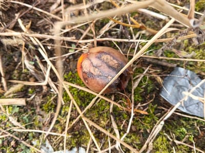A decaying apple sits amidst dried grass and green moss. The apple's skin is brown with dark, textured patches indicating rot. A portion displays a bright orange hue, contrasting with the decaying areas. Thin, dry grass blades crisscross around the apple and scattered over the mossy ground. A piece of reflective gray material lies to the right of the fruit, near thin, brown stalks.