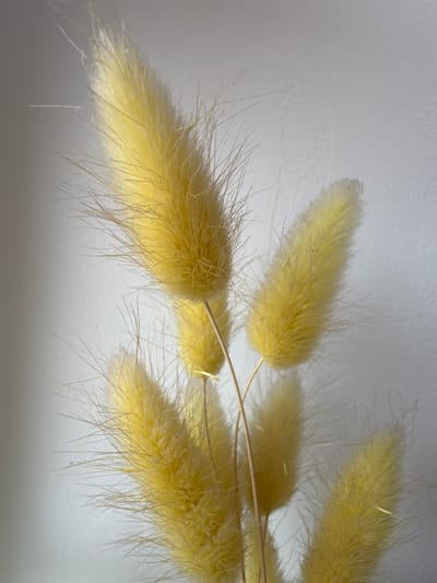 A close-up, dimly lit, high-angle shot shows a cluster of dried, yellow bunny tail grass stalks. The stalks are positioned on the left side of the frame and extend towards the center and right, against a muted, off-white, textured wall. The bunny tails are fluffy and feathery, with fine, hair-like filaments. The lighting casts subtle shadows and highlights the texture of the grass and the wall. There are no people, actions, or interactions visible in the image. The scene is devoid of any context indicating a specific location within Vlasikha, Russia.