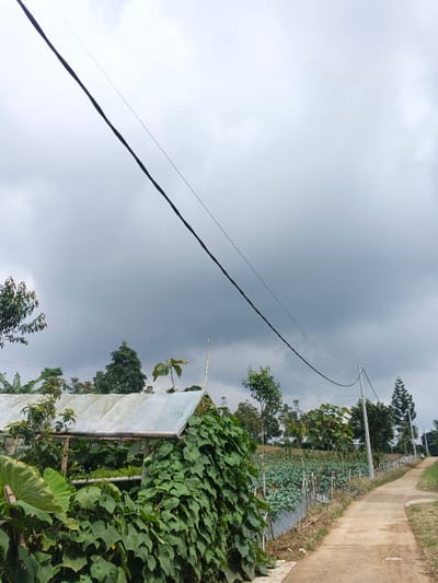 This image depicts a rural scene in Nam Sa Lat, Myanmar, under an overcast sky. Two dark electrical wires extend diagonally from the upper left to the mid-right. In the mid-ground on the left, a small, basic structure with a translucent roof is heavily covered by dense, dark green climbing vines. To the right of this structure, a cultivated field is visible, containing rows of green, leafy crops, partially covered by black plastic mulch. A light-colored utility pole stands on the right side of the field, supporting one of the electrical wires. A narrow, light-colored concrete or dirt path runs along the right side of the frame, curving slightly uphill into the distance. Various trees and shrubs populate the landscape, with a line of trees visible on a distant hillside. No people or animals are present.