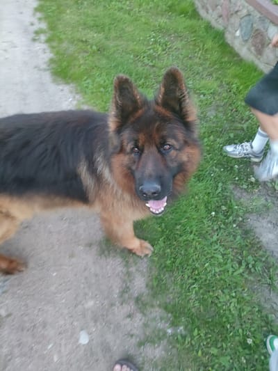 The image shows a German Shepherd dog standing on a dirt path next to a grassy area. The dog is looking at the camera with its mouth slightly open, appearing to pant or smile. It has brown and black fur. In the background, a person's legs and feet are visible, wearing a black skirt or shorts and sneakers. The person is standing on the grass. To the right of the person, there is a stone wall. The setting appears to be outdoors, possibly a yard or park, with green grass and a dirt walkway. The lighting suggests it is daytime. The location context provided is Сваткаўскі сельскі Савет, Belarus. There is no visible text in the image.