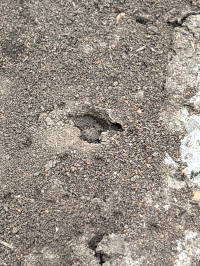 The image shows a close-up view of an ant colony entrance in soil. The soil is dark and granular, with small pebbles and debris scattered throughout. A distinct opening or tunnel entrance to the ant nest is visible in the center of the frame. The entrance is irregular in shape, suggesting it has been dug out by ants. In the upper right portion of the image, two black ants are visible on a lighter-colored surface, possibly a fragment of concrete or stone. The overall scene depicts a natural outdoor environment, likely a ground-level area where ants have established their habitat. There is no indication of the time of day or specific weather conditions, although the lighting suggests it is daytime. The location is identified as Новый Кинер, Russia. There is no visible text in the image.
