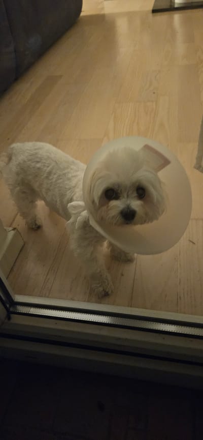 A small white dog wearing a clear plastic Elizabethan collar stands on a light-colored wooden floor indoors. The dog is facing the camera and its head is tilted slightly. The collar extends out from the dog's head, obscuring its neck. The background is blurred, but appears to be a room with some furniture. The image is taken from a low angle, possibly through a glass door. The exact location in Hévíz, Hungary cannot be determined from the image alone.