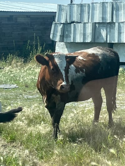 In the city of Kunashak, Russia, a brown and white cow stands in a grassy field. The cow is facing right, with its head turned towards the viewer. Behind the cow, a dark, wooden building is visible. To the right of the building, a stack of large, rectangular concrete blocks is piled high. The sky is a clear blue. The overall scene appears to be an outdoor rural setting.