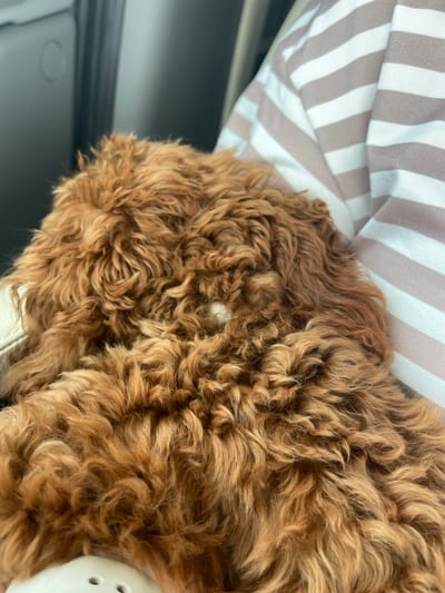 The image portrays an animal, identified by its reddish-brown, densely curled fur, seen from a dorsal perspective. A small, lighter-colored patch, possibly skin or lighter fur, is visible near the center of the animal's back. The animal appears to be resting. To the right, a portion of an individual is visible, clad in a garment with alternating horizontal stripes of light beige and white. A white object with two small, dark circular depressions is present in the lower-left foreground, likely a part of a seat or cushion. The background on the left is a dark, out-of-focus surface, indicative of a vehicle interior, with a subtle circular design element. The scene is located in the City of Tazha, Bulgaria.