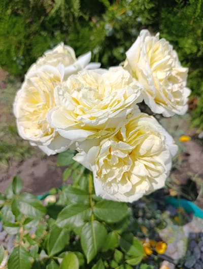 A close-up, high-angle outdoor photograph captures a cluster of five pale yellow roses in full bloom, with a backdrop of blurred green foliage and ground. The roses are arranged in a bouquet-like fashion, with their layered petals creating a textured, ruffled appearance. Sunlight highlights the delicate curves of the petals, casting subtle shadows and accentuating their creamy color with hints of warmer yellow in the center of each bloom. The stems and green leaves are visible at the bottom of the frame, adding a natural contrast to the floral subject. The ground below is a mix of darker soil and lighter gravel, with some small yellow flowers scattered in the background, suggesting a garden or park setting. The overall impression is one of natural beauty and vibrant life within a temperate outdoor environment, possibly within the region of Белавушскі сельскі Савет, Belarus.