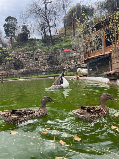 The image depicts a pond or water feature in what appears to be a park or garden setting. Two brown ducks are swimming in the green-tinged water, with their heads submerged as they forage. In the background, a gray and white goose stands near a small waterfall or spillway. Adjacent to the pond is a rustic building or structure made of wood and bamboo. Above, a stone wall is visible, adorned with decorative wagon wheels. Trees and vegetation surround the area, indicating a natural or landscaped environment.

The location is specified as Krapina, Montenegro, although confirmation based solely on the image is impossible. The scene suggests a recreational or tourist area within the city.