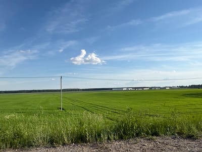 The image presents a rural landscape under a blue sky with scattered white clouds, located in the vicinity of Dnp Ryzhiki, Russia. The foreground consists of a strip of unkempt green grass and weeds, bordering a gravelly or dirt surface from which the perspective originates. Immediately beyond, extensive fields of vibrant green vegetation, likely agricultural crops, dominate the midground, displaying subtle parallel lines consistent with cultivation practices. A light-colored utility pole stands vertically in the left-center of these fields, supporting multiple thin, dark power lines that traverse horizontally across the upper midground. The horizon is marked by a continuous, dark green line of dense forest. In the distant background, to the right, several light-colored, rectangular structures, indicative of industrial or agricultural buildings, are visible near the tree line. A subtle, darker mound or hill is present above the distant forest line on the far left. The scene is illuminated by natural light, consistent with daytime conditions. No human figures or discernible actions are present within the frame.