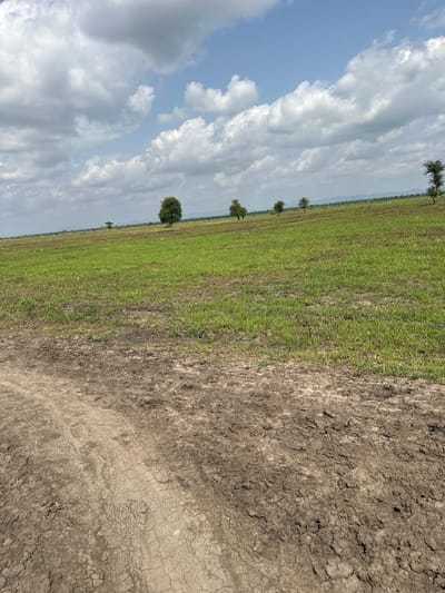 The image depicts a rural landscape in Lau, Nigeria, under a bright, cloudy sky. The scene is divided diagonally, with the left side dominated by a vast expanse of blue sky filled with fluffy white and grey clouds. The right side showcases a dry, cracked earth field, suggesting arid conditions or recent drought. A narrow strip of green grass borders the edge of the cracked earth.

In the middle ground, a green field stretches into the distance, with rows of what appear to be crops or a cultivated pasture. Several scattered trees dot the green field, some appearing as single, solitary figures, while others are clustered more densely on the horizon. The perspective is from ground level, looking slightly upwards towards the sky and outwards across the landscape.

The overall impression is one of a serene, yet potentially challenging, environment. The bright sky and lush green field offer a sense of natural beauty, but the prominent cracked earth hints at the harsh realities of the climate. There are no people or visible objects that would suggest a specific activity or event, beyond the general context of agricultural land. The time of day appears to be daytime, likely mid-morning or afternoon, given the bright sunlight casting shadows. There is no visible text in the image.
