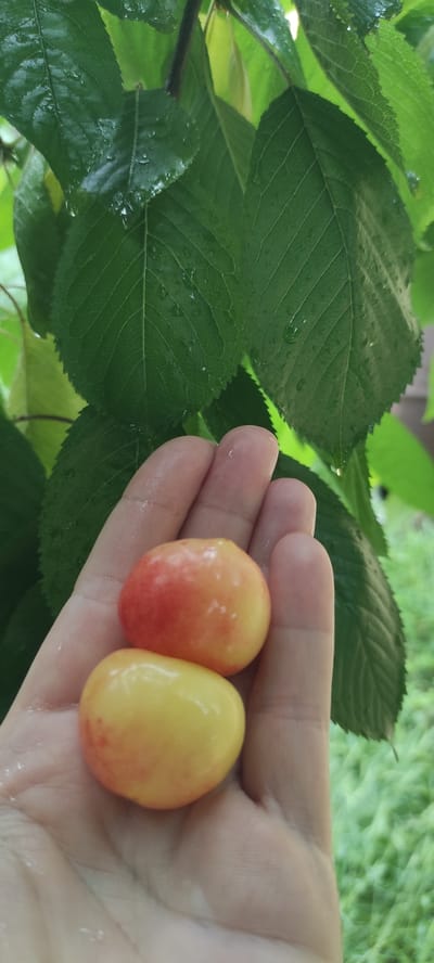 In Kobeliachok, Ukraine, a person's hand is cupped, holding two Rainier cherries. The cherries are plump and round, with a gradient of yellow to rosy-red coloring. They appear wet, possibly from recent rain or dew. Behind the hand, lush green leaves of a tree are visible, some of which also show droplets of water. The background is softly blurred, suggesting green foliage and possibly grass. The overall impression is one of fresh, natural bounty.