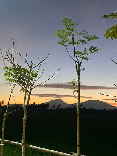 This image depicts a serene sunset scene in Meuke Beurabo, Indonesia. The foreground features two thin trees with sparse green foliage and bare branches, positioned in front of a dark, possibly agricultural, field. A rustic wooden fence with wire mesh runs along the bottom of the frame. In the background, silhouetted mountains rise against a gradient sky transitioning from orange near the horizon to a soft purple and blue overhead. Wispy clouds are visible across the sky, and a scattering of palm trees dot the landscape between the field and the mountains. The overall atmosphere is tranquil, suggesting the end of the day in a rural Indonesian setting. There are no people or animals visible in the image.