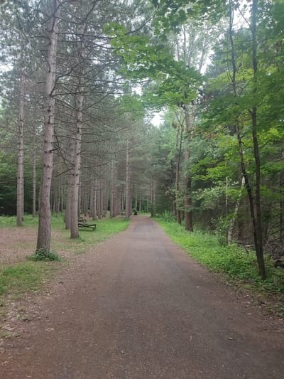 This media file shows a paved pathway through a forest of tall pine trees on a cloudy day. The pathway leads into the distance, disappearing around a bend. On the left side of the pathway, several park benches are visible amongst the trees. The ground is covered in pine needles and patches of green grass. The trees are densely packed, with thin trunks and bare branches lower down, suggesting a mature pine forest. The right side of the pathway is bordered by a thick undergrowth of green foliage and more trees. The lighting suggests it is daytime, possibly late morning or early afternoon, with overcast skies. There is no text visible in the image, and no people are present. The scene evokes a sense of tranquility and natural beauty, typical of a park or recreational area. The location context of Saint-Bruno-de-Montarville, Canada, aligns with the presence of pine forests and park amenities.