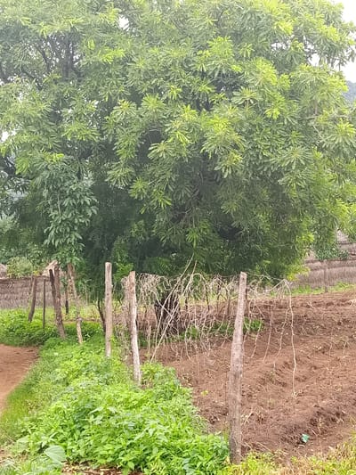 In Barikin Sibre, Nigeria, a rural landscape is depicted with a large, leafy green tree dominating the upper portion of the frame. In the foreground, a rustic fence constructed from wooden posts and wire mesh separates a patch of tilled brown soil from a vibrant green area of lush vegetation and grass. A dirt path runs along the left edge of the image, bordering the green growth. The scene suggests an agricultural or garden setting.