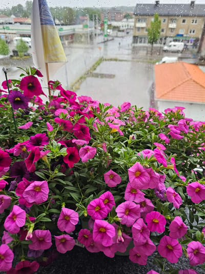 The image shows a close-up view of a window box filled with vibrant pink and purple petunias, seen from inside a building. Raindrops are visible on the windowpane, obscuring the view of the town of Smålandsstenar, Sweden, outside. The background shows a street with buildings, including a building with an orange roof, and trees. The overall scene suggests a rainy day in an urban environment, with the flowers providing a bright focal point against the gray weather. There are no people or animals visible in the frame.