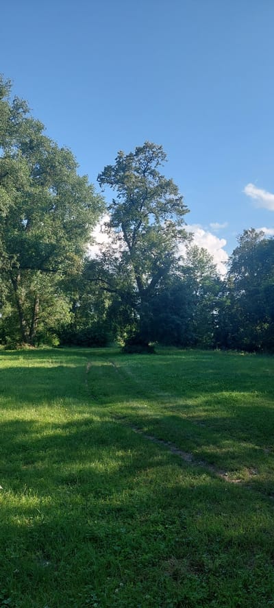 This is a vertical, low-angle shot of a park-like setting with a bright blue sky and fluffy white clouds. The left side of the image is dominated by the lush green foliage of mature trees. The branches of these trees extend upwards and outwards, creating a dense canopy. Sunlight filters through the leaves, dappling the scene.

To the right of the trees, a neatly mowed green lawn stretches out, bathed in sunlight. Shadows from the trees are cast across the grass, creating a pattern of light and dark. The grass appears healthy and vibrant. A faint, winding path can be seen traversing the lawn.

The scene suggests a pleasant, sunny day, likely in the late morning or early afternoon, given the angle of the sunlight and the clear sky. The location seems to be a park or a garden area in Voronkiv, Ukraine, characterized by well-maintained greenery and mature trees. There is no visible text in the image. The overall mood is serene and tranquil.