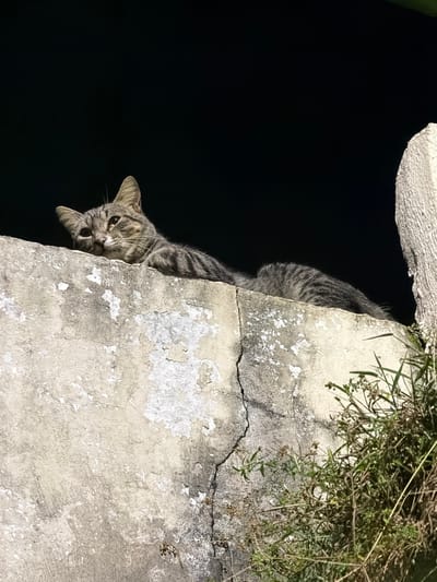 A tabby cat peers over the edge of a weathered, cracked stone wall. The cat's body hangs down, its striped fur visible against the dark backdrop. The wall is stained and aged, with patches of missing paint and a prominent crack running horizontally. Weeds and grass grow from the top of the wall, adding a touch of natural life to the scene. The lighting is uneven, highlighting the wall's texture and creating a stark contrast with the darkness behind.
