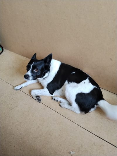 A black and white dog is lying on a light-colored tiled floor, in front of a plain brown wall. The dog is on its side, with its front paws extended and its hind legs tucked underneath. Its head is turned to the left, and it appears to be looking at something off-camera. The dog has dark brown eyes and a black nose. Its fur is predominantly white with large black patches. The wall behind the dog is smooth and light brown. The floor is tiled with a light beige color, and there is a thin, dark line running diagonally across it. The environment appears to be indoors, likely a room in a house or building. The location is identified as Novy Karakan, Russia.