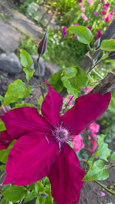 A close-up, eye-level shot captures a vibrant, dark pink clematis flower in full bloom, its velvety petals unfurling around a delicate, purple-tinged stamen. The flower, the primary subject, is positioned in the foreground, with its left side slightly out of focus. To the left of the flower, a single, dark purple clematis bud stands erect, hinting at future blooms. Lush green leaves, some with intricate vein patterns, surround the flower and bud, suggesting a thriving plant. In the background, a blurred tapestry of pink and white flowers creates a soft bokeh effect, interspersed with green foliage and a dirt path. A weathered wooden stake, likely a garden support, bisects the upper right portion of the frame, adding a rustic element. The overall scene is outdoors, suggesting a garden setting in Ļūbaste, Latvia. No people or actions are visible.