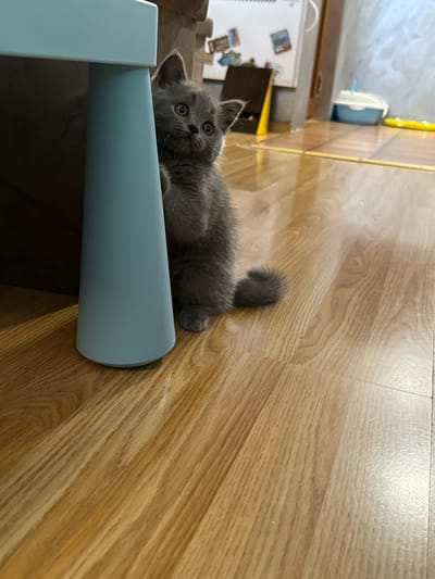 A small, fluffy, grey kitten lies on a wooden floor, partially obscured by a light blue, cylindrical object in the foreground. The kitten is positioned on its belly, with its head resting on the blue object and looking directly into the camera with wide, curious eyes. Its short tail is visible, curled on the floor behind it.
The setting appears to be an indoor domestic space, likely a home, with light-colored wooden floorboards covering the surface. In the background, hints of a kitchen or utility area are visible. A white refrigerator with several magnets attached is partially seen on the left. Further back, a white bucket or container and a yellow object, possibly a mop handle or part of a cleaning tool, are discernible against a lighter wall. The overall lighting suggests it is daytime. The kitten's expression conveys alertness and curiosity. There is no discernible text visible in the image. This scene takes place in Hadzhidimitrovo, Bulgaria.