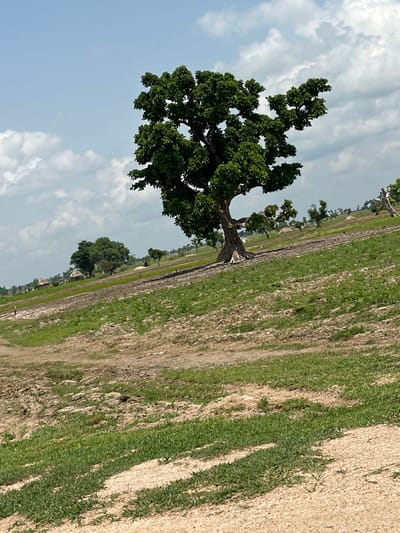 This media file captures a picturesque outdoor scene in Garin Dogo, Nigeria. The primary subject is a large, leafy tree with gnarled branches, dominating the left side of the frame. Its vibrant green foliage stands out against a backdrop of a pale blue sky dotted with wispy white clouds, suggesting it's daytime with fair weather.

The scene unfolds on a slightly sloped terrain. To the right of the tree, the land is covered with a mix of patchy green grass and lighter-colored soil or sand, forming distinct stripes or rows. This pattern suggests a cultivated field or a natural landscape with varied vegetation. In the distance, more trees and some structures can be faintly discerned, hinting at a rural or semi-rural settlement.

There are no people or explicit objects of human construction clearly visible, emphasizing the natural elements of the scene. The image is oriented vertically, with the sky appearing at the top and the ground extending downwards. The lighting suggests it's likely late morning or early afternoon. The overall mood conveyed is one of tranquility and natural beauty. No text is visible in the image.
