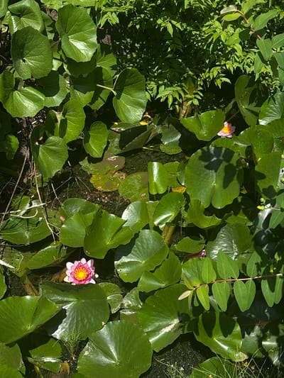 This detailed overhead image depicts a segment of a verdant pond located in Kanazawa, Japan, under direct sunlight. The water's surface is largely covered by numerous large, round green lily pads (Nymphaeaceae). Two water lilies are in bloom: one prominent pink and yellow flower with a distinct central yellow stamen cluster is positioned in the lower center, and a smaller, paler pink flower is visible in the upper right quadrant. The water, visible in gaps between the pads, appears dark and contains some submerged aquatic growth. Surrounding the pond are various green terrestrial plants: large, cordate leaves with visible venation occupy the upper left, dense shrubbery with smaller leaves is in the upper right background, and a branch bearing paired ovate leaves and small yellow buds extends into the lower right foreground. Sunlight creates strong highlights on the foliage and casts distinct shadows on several lily pads. No individuals or fauna are present.