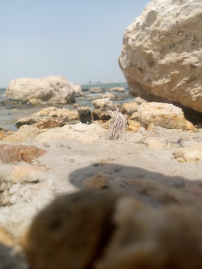 The image shows a rocky shoreline near Al `Aziziyah, Saudi Arabia. The foreground contains numerous small rocks covered in a white, possibly salty, substance. In the center, a tuft of frayed, white material stands upright among the rocks. Larger rocks are visible in the midground, some partially submerged in water. The sea stretches into the background under a pale blue sky.