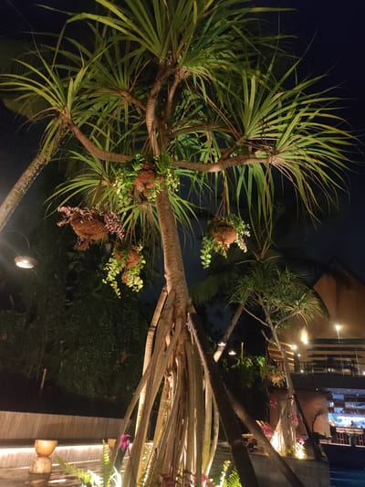 The scene depicts a nighttime outdoor environment in Mas, Indonesia, centered around a large, multi-trunked tropical tree, likely a Pandanus species, with prominent aerial roots and long, sword-shaped green leaves. Multiple woven hanging planters containing cascading green and purple-leaved plants are suspended from the tree's branches.
Artificial warm white lighting illuminates the tree trunks and foliage from below, and an exposed bulb hanging lamp with a woven shade is visible in the upper left. The background on the right features a multi-level building, appearing to be a restaurant or resort, with a dark roof, an upper outdoor balcony or deck with visible seating, and a lower level displaying interior lighting, counter areas, and equipment. A dark body of water, likely a pool or pond, is partially visible in the lower right, reflecting some ambient light. The lower left foreground includes a light-colored platform with linear integrated lighting and two urn-shaped decorative elements. Low-lying ferns and plants with purple flowers are also present, illuminated by ground lights. No individuals are discernible in the image.