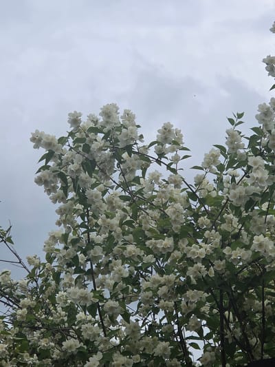 This media file displays a close-up, low-angle view of a flowering jasmine bush against an overcast sky. The branches are laden with clusters of small, white, star-shaped flowers, interspersed with dark green leaves. The blooms are the dominant subject, filling the majority of the frame. The sky is a soft, muted grey, with some darker cloud formations visible.

The image appears to have been taken during daylight hours, likely in the late morning or afternoon, given the diffused light. There are no people or specific man-made objects visible, suggesting a natural or garden setting. The focus is entirely on the floral display and the sky. The overall mood is serene and natural, highlighting the beauty of the blooming plant.

There is no visible text within the image. The location context provided is Frolovo, Russia.