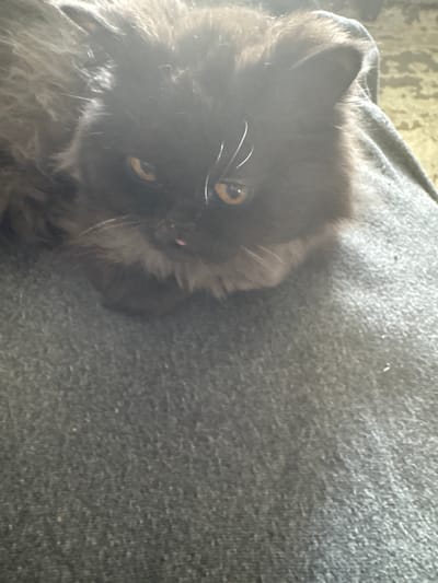 The image is a close-up, vertical shot of a fluffy, dark-colored cat lying on a dark gray, textured surface that appears to be fabric, possibly a blanket or couch. The cat is positioned on the left side of the frame, with its head tilted upwards and slightly to the right. Its fur is long and appears somewhat unkempt, giving it a very fluffy appearance. The cat has bright, yellowish-orange eyes that are looking towards the viewer. Its whiskers are clearly visible, extending out from its muzzle. A small pink nose is also discernible. The background consists of the textured gray surface, and to the upper left, a blurry, lighter-colored area with some texture, which might be a wall or another soft object. The lighting seems to be coming from the upper left, casting some bright highlights and shadows. The overall impression is of a relaxed or curious pet captured in a casual indoor setting. There is no visible text. The location context of Gus-Khrustalny, Russia, does not provide any specific visual cues in this image.