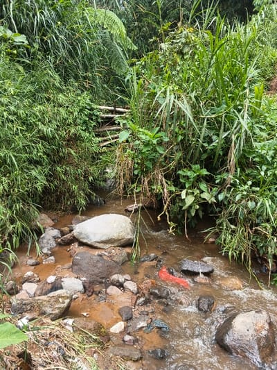 A shallow, rocky stream flows through dense green vegetation. Tall grasses and leafy plants crowd the banks, obscuring the stream's origin. Rocks of varying sizes are scattered throughout the water, and a small, makeshift wooden structure spans the stream further upstream. A bright red object is visible within the water, possibly trash or debris, amidst the natural setting. The water is murky, suggesting recent rainfall or sediment disturbance.
