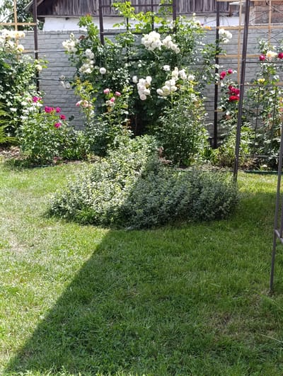 This is a medium-shot, eye-level, outdoor, daytime photograph of a backyard garden in the city of Samar, Ukraine. The garden features rose bushes with white and pink blooms climbing on trellises against a light grey brick wall. In the foreground, a patch of green grass is visible, with a shadowy area cast from an unseen object. A large, bushy green plant with variegated leaves is situated in the middle ground, slightly to the right. Behind the rose bushes, the upper portion of a wooden fence and a building can be seen. The scene is tranquil and appears to be a well-maintained residential garden.