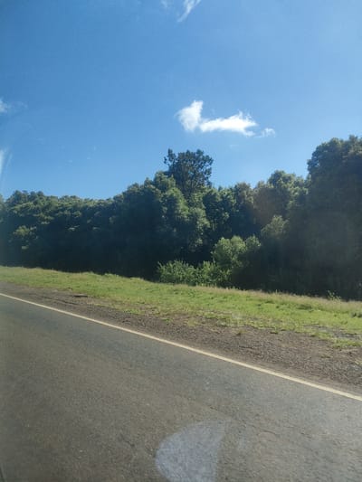 The media file captures a sunny, clear-day view from the perspective of a vehicle moving along a paved road. The dark asphalt road, featuring a light-colored solid line along its right edge, occupies the foreground and extends towards the left. To the right of the road, a strip of natural vegetation, including green grass and some patches of drier, earth-toned ground, runs parallel to the road.

Beyond this grassy strip, a dense wall of trees forms a prominent feature across the midground and background. These trees display a rich, dark green canopy, suggesting a thick forest or woodland. One taller tree stands out slightly above the main tree line towards the center of the image. The foliage appears lush, indicating a healthy natural environment.

The sky above the tree line is a bright, clear blue, dotted with a few scattered, wispy white cumulus clouds. The strong, direct light suggests the photograph was taken during midday or early afternoon. A minor glare or reflection is visible on the road surface in the bottom right corner, likely from the vehicle's window.

The image depicts a serene, natural landscape along a travel route. No people or specific activities are visible, other than the implied journey. No text is present in the image. This scene is consistent with a rural or semi-rural landscape found in areas such as Municipality ward, Kenya.