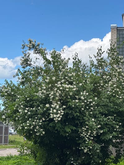 The image shows a dense bush of white jasmine flowers in full bloom, set against a bright blue sky with scattered white clouds. The bush occupies the majority of the frame, with its green leaves and numerous small white blossoms creating a textured, vibrant display. The perspective is from below, looking upwards, emphasizing the volume of the foliage and flowers against the sky.
In the upper left corner, a portion of a building is visible. It appears to be made of light-colored brick and has a section of opaque glass blocks. A metal gutter or trim piece runs along the edge of the building.
Towards the bottom of the image, the scene transitions to ground level. A paved surface, possibly a sidewalk or road, is visible, bordered by lush green foliage. In the background, a white car is parked, with its wheel clearly visible. Two large, dark, rectangular structures with a grid pattern are also present in the lower part of the image, possibly ventilation grates or utility boxes.
The bright blue sky and the abundance of flowers suggest a clear, sunny day, likely during late spring or summer when jasmine is in season. The presence of the building, car, and paved areas indicates an urban or suburban setting, consistent with the provided location context of Olaine, Latvia. No people are visible in the image. The overall mood is peaceful and summery, highlighting the beauty of nature in an everyday environment.