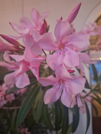 The image shows a close-up view of several pink oleander flowers and buds. The flowers have five petals and appear to be in various stages of bloom, with some fully open and others still in bud form. The petals are a soft pink color, with some darker pink veins visible in the center of the open flowers. The leaves of the oleander plant are long, narrow, and dark green. In the background, the scene is blurred, but it appears to be an indoor setting with a neutral-colored wall and some out-of-focus objects that suggest a home or office environment. There are no people or animals visible in the image. The lighting is soft and diffused, creating a gentle overall effect. There is no indication that this image is located in Verkhovskoye, Russia.