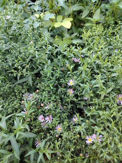 This is a close-up, eye-level, medium shot photograph of a dense cluster of plants with small, light purple and white daisy-like flowers. The majority of the image is filled with the green foliage of the plants, which are tightly packed together, obscuring much of the background. Several of the flowers are visible, some in full bloom with prominent yellow centers, and others in various stages of bud or wilting. There are no people or animals visible in the scene. The lighting appears to be natural daylight, with soft shadows suggesting an outdoor setting. The photograph does not provide any specific landmarks or context to indicate its location within Tavaksay, Uzbekistan.