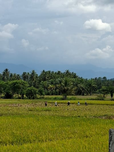In Meunasahdayah, Indonesia, a pastoral scene unfolds in a rice paddy field under a cloudy sky. The foreground is dominated by lush, green rice stalks, transitioning to a harvested section of the field in the middle ground, where stubble is visible. Several individuals are scattered across this middle ground, engaged in agricultural work. One person, wearing a dark shirt and pants, stands near the center. To their right, another individual in a white hat and shirt appears to be working. Further to the right, a person in a dark hat and white shirt is visible, and beyond them, another individual in a white hat and dark clothing is present. The background features a dense line of palm trees and other vegetation, with a range of mountains receding into the distance under a hazy, blue sky filled with white clouds. A concrete post is partially visible in the lower right corner of the image.